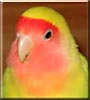 Toulouse the Cinnamon Lovebird