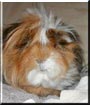 Slinky the Guinea Pig