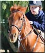 Brandy the Appaloosa, Arabian Horse