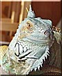 Rocket the Green Iguana