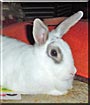 Wrosey the Rabbit
