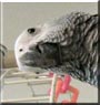 Ariel the Congo African Grey