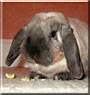 Jasper the Dwarf lop rabbit