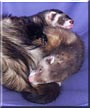 Cocoa, Scooter the Sable ferret