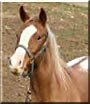 Sierra the Appaloosa Horse