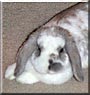 Daisy the Mini lop Rabbit