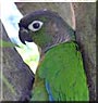 Dakotah the Green Cheek Conure