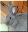 Earl Grey the Rabbit