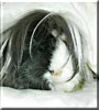 Scamper the Sheltie Guinea Pig