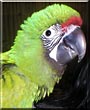 Merlin the Military Macaw