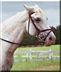 Taylor the Appaloosa Horse