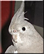 Pengu the White Face Cockatiel