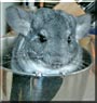 Skippy the Standard Gray Chinchilla