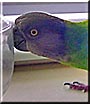 Einstein the Senegal Parrot