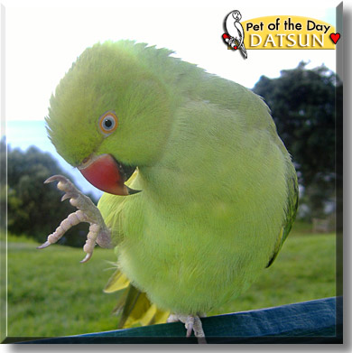 Datsun, the Pet of the Day