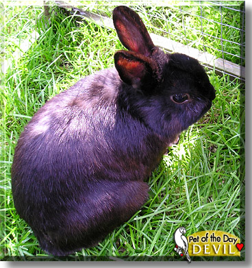 Devil, the Pet of the Day