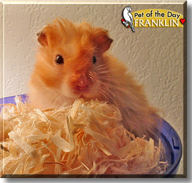Franklin, the Pet of the Day