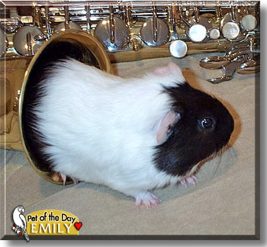 Emily, the Pet of the Day