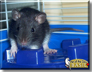 Basil, the Pet of the Day