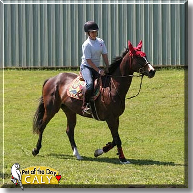 Caly, the Pet of the Day