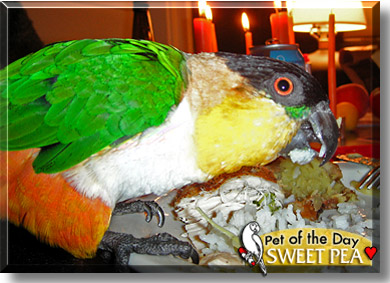 Sweet Pea, the Pet of the Day