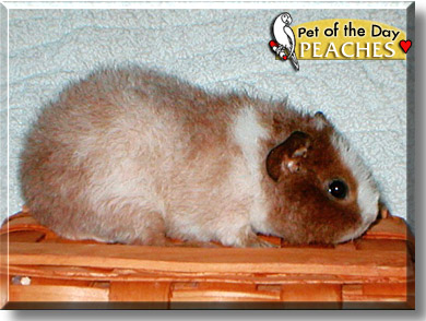 Peaches, the Pet of the Day