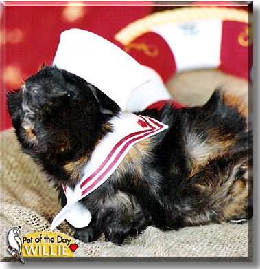 Willie, the Pet of the Day