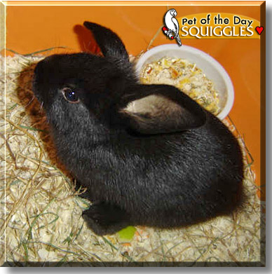 Squiggles, the Pet of the Day