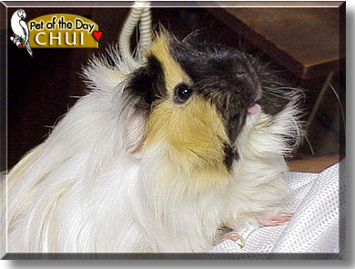 Chui, the Pet of the Day
