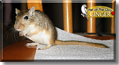 Ginger, the Pet of the Day
