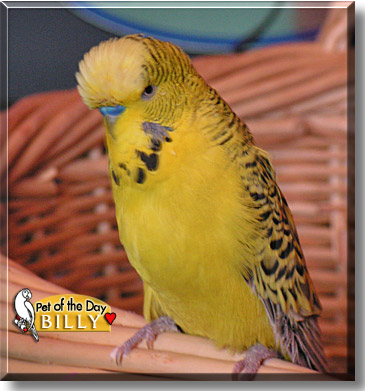 Billy, the Pet of the Day