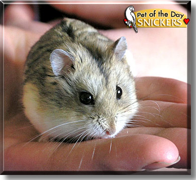 Snickers, the Pet of the Day