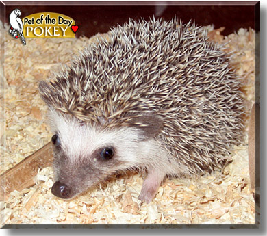 Pokey, the Pet of the Day