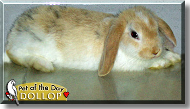 Dollop, the Pet of the Day
