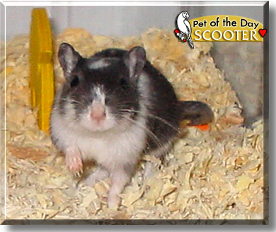 Scooter, the Pet of the Day