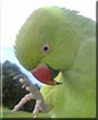Datsun the Indian Ringneck