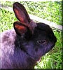 Devil the Chocolate Dwarf Rabbit