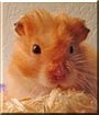 Franklin the Teddy Bear Hamster