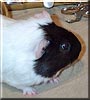 Emily the Guinea Pig