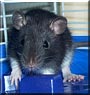 Basil the Fancy rat