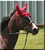 Caly the Thoroughbred Horse