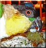 Sweet Pea the Black headed Caique