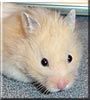 Hamster the Teddy bear hamster