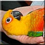 Jensen the Sun Conure