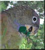 Pearl the Maximillian Pionus parrot