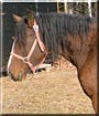 Jill the Clydesdale, Percheron cross
