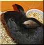 Squiggles the Mini Lop Rabbit