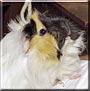 Chui the Peruvian Guinea Pig
