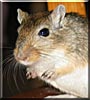 Ginger the Mongolian Gerbil