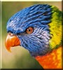 Altissimo the Rainbow Lorikeet